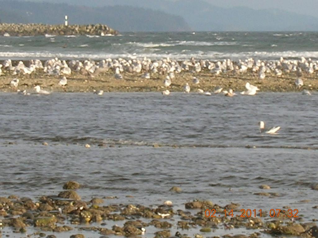 Davis Bay Bed & Breakfast Sechelt Εξωτερικό φωτογραφία
